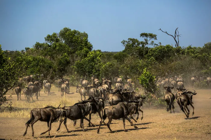 Parco nazionale Serengeti, Tanzania
