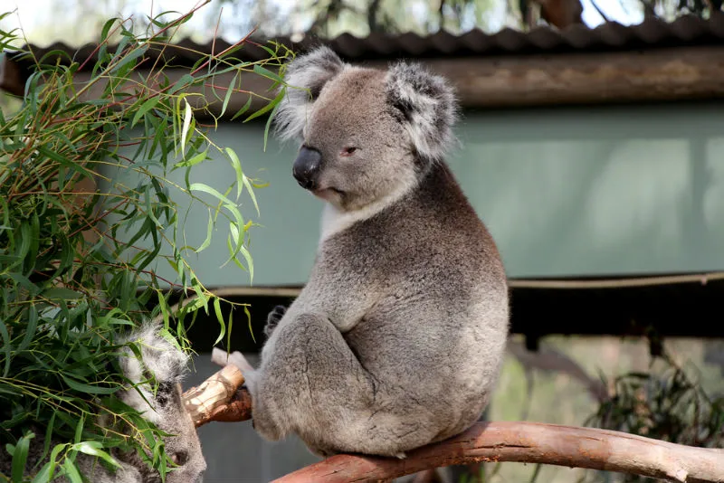 lone-pine-koala-sanctuary-guida-di-viaggio.jpg (3)