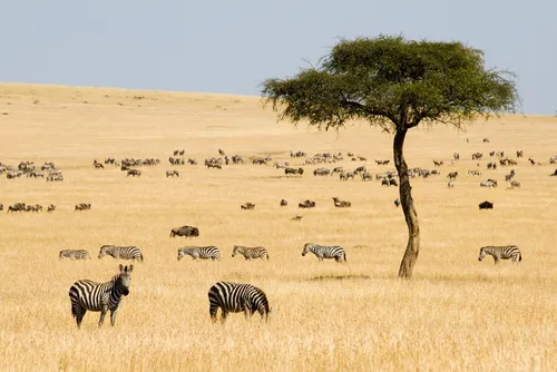 Masai Mara-Kenya