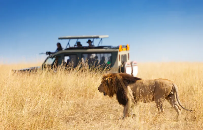 safari-in-africa-leone.jpg