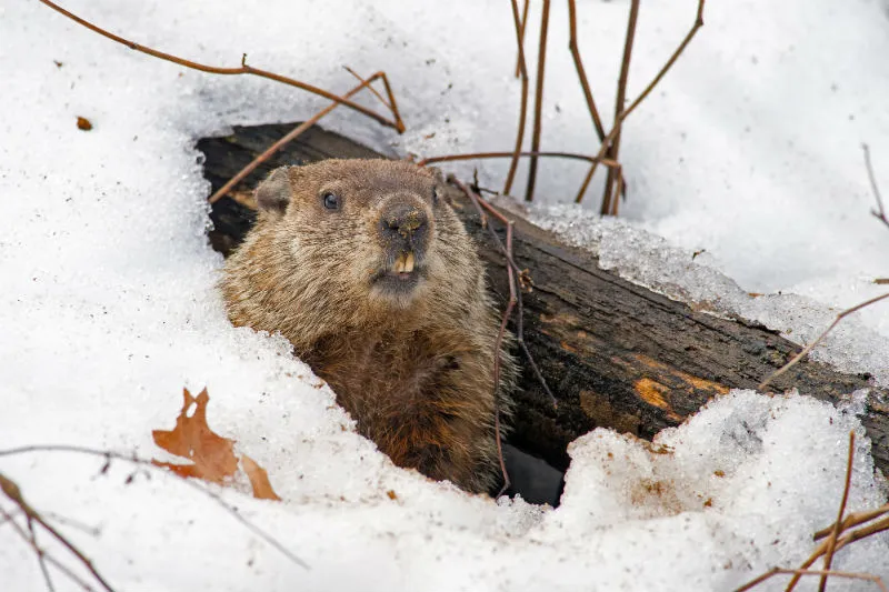 groundhog-day.jpg (3)