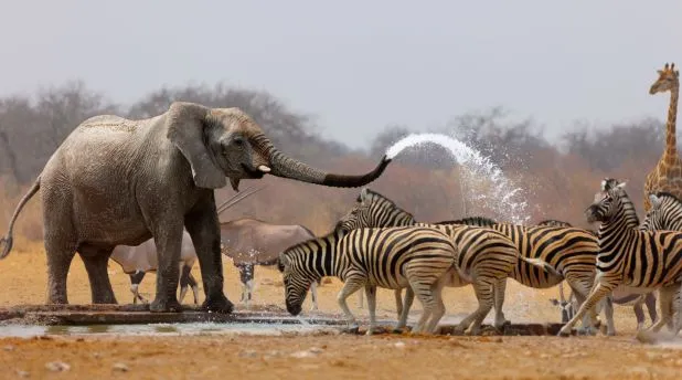 namibia-safari.jpg (1)