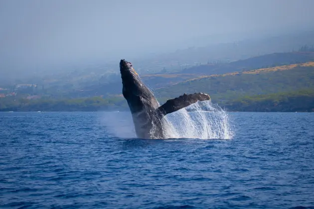 Whale Watching Big Island Hawaii