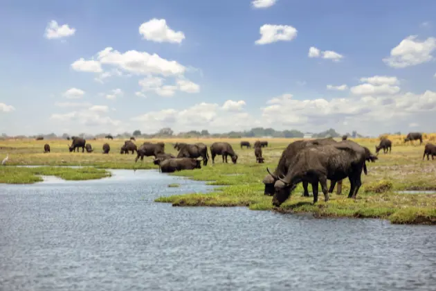 Chobe National Park Botswana