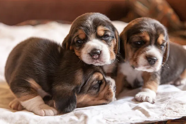 beagle-pups.jpg (4)