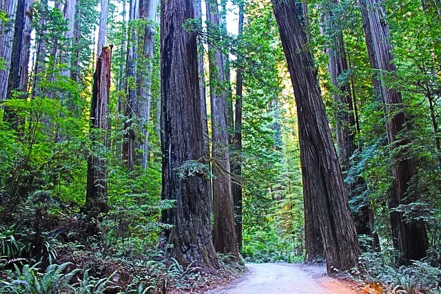 redwood-national-park.jpg (1)