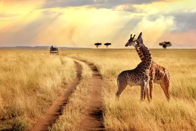 safari-kenya.jpg (1)