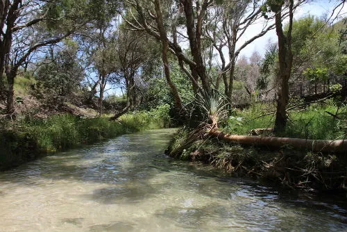 Fraser Island-foreste tropicali