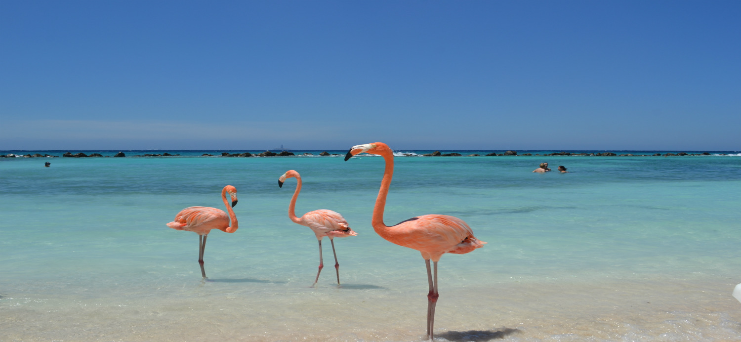 fenicotteri-rosa-spiaggia-aruba.jpg