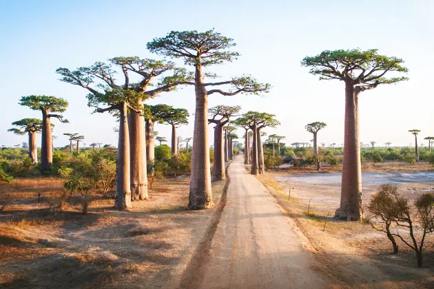 Madagascar Immagine