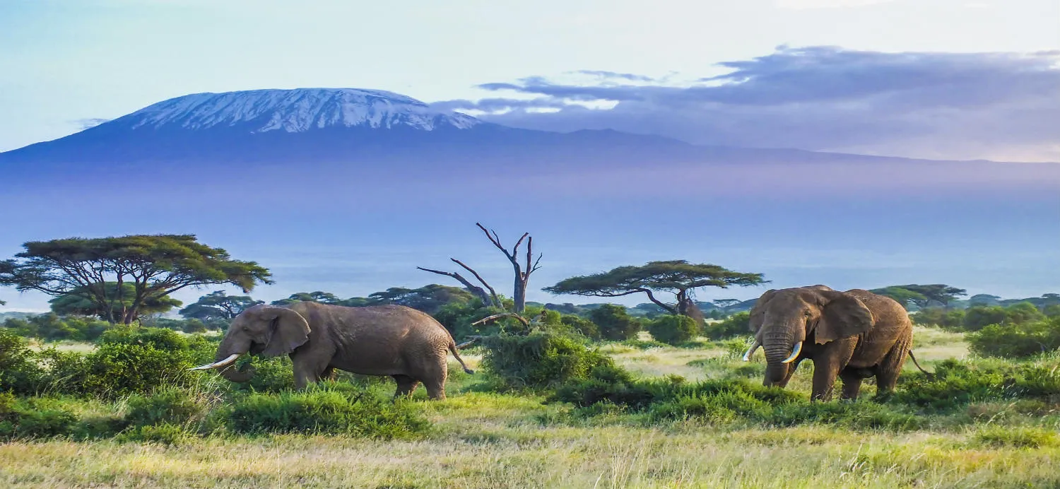 monte-kilimangiaro-elefanti-tanzania.jpg (1)
