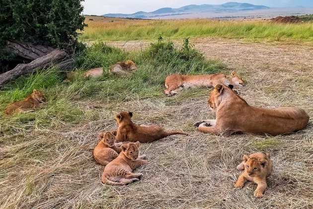 leonesse e cuccioli di leone nella risservea del Masai Mara.jpg