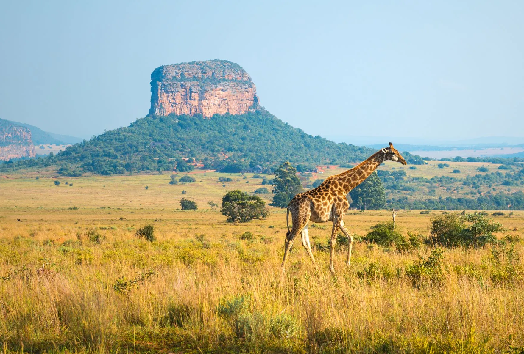 safari-sudafrica.jpg (1)