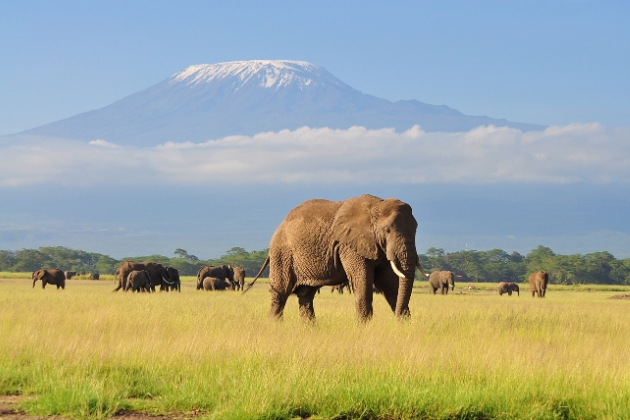 Elefante In Tanzania E Kilimanjaro Img