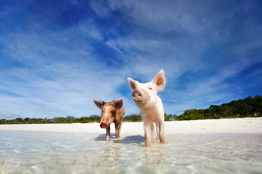 pig-beach.jpg (2)