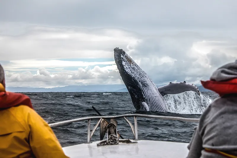 whale-watching.jpg