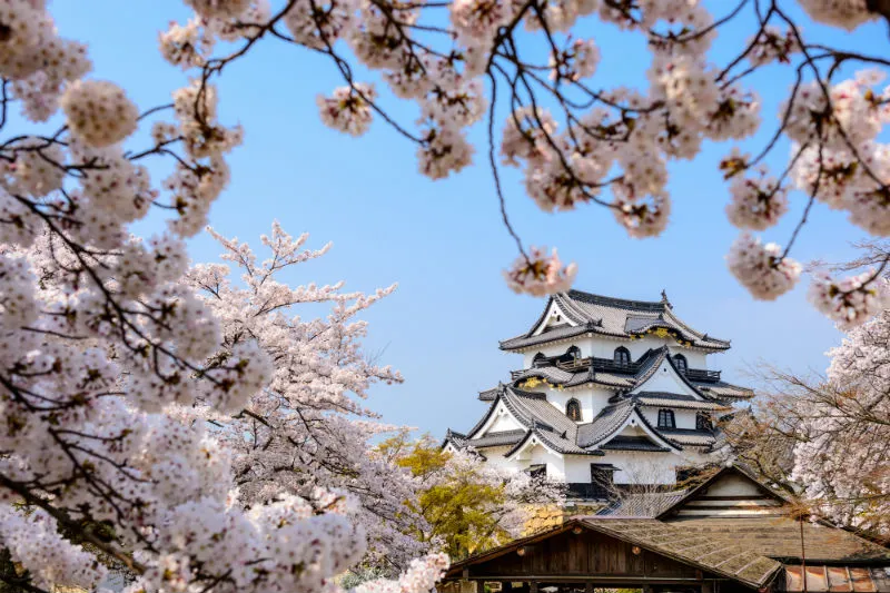 castello-hikone-giappone-hanami.jpg (2)